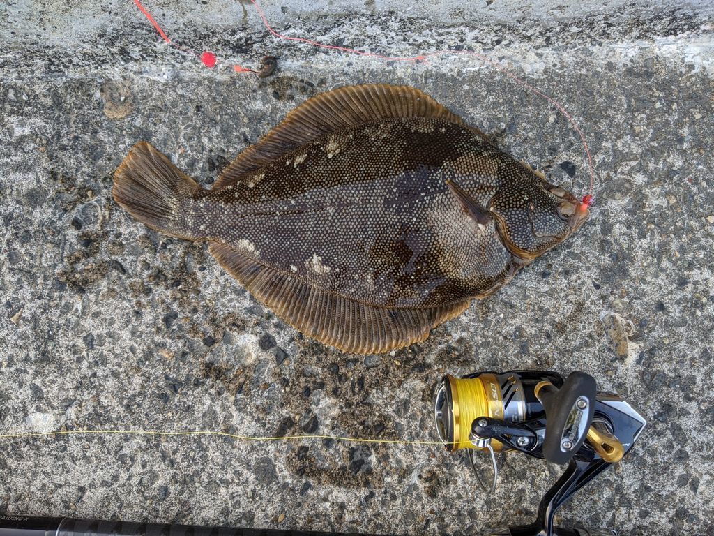 久々のカレイ 星カレイ 宮城県の鯰 雷魚 時々バス備忘録